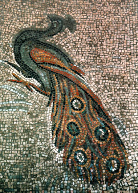 pavone
