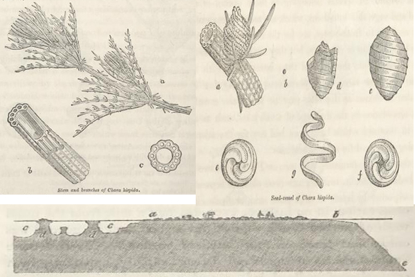lyell1830_fig5