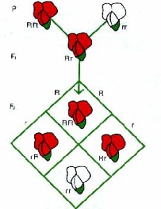 mendel prima legge